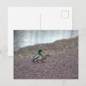 Eenden Briefkaart (Voorkant / Achterkant)