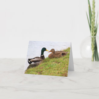 Eenden briefkaart (blanco)