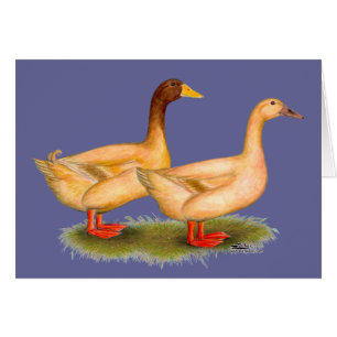 Eenden: Buff Orpington
