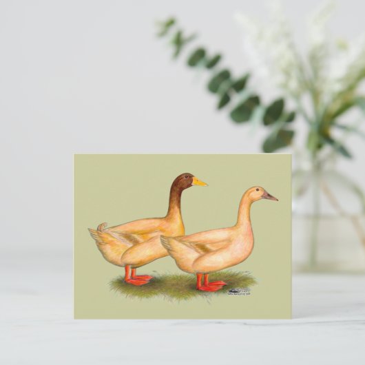 Eenden:  Buff Orpington Briefkaart (Staand voorkant)