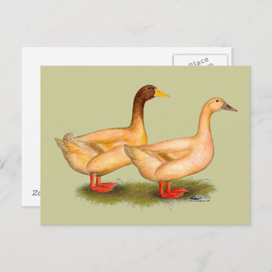 Eenden:  Buff Orpington Briefkaart (Voorkant / Achterkant)