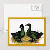 Eenden: Cayuga Pair Briefkaart (Voorkant / Achterkant)