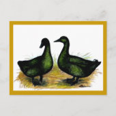 Eenden: Cayuga Pair Briefkaart (Voorkant)