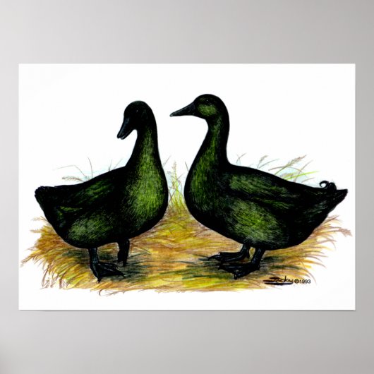 Eenden: Cayuga Pair Poster (Voorkant)
