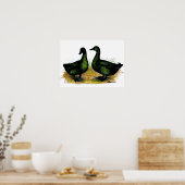Eenden: Cayuga Pair Poster (Keuken)