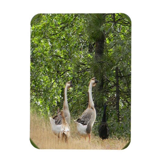 Eenden, eenden, Goose..... Magneet (Verticaal)