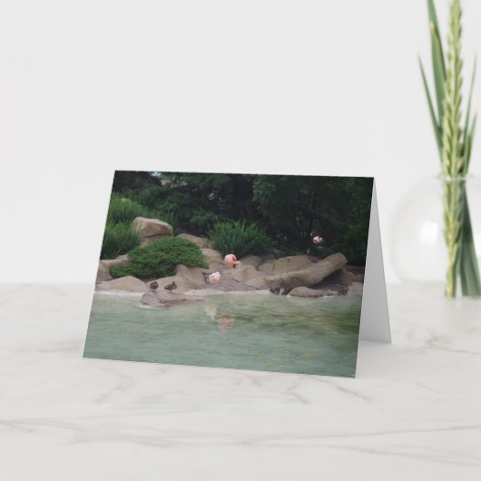 "Eenden en lamingos" Hartelijk dank Kaart (Voorkant)