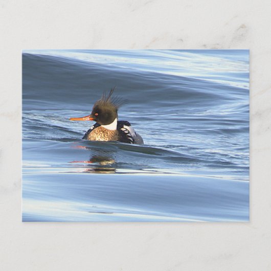 Eenden Foto Ansichtkaart Briefkaart (Voorkant)