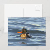 Eenden Foto Ansichtkaart Briefkaart (Voorkant / Achterkant)