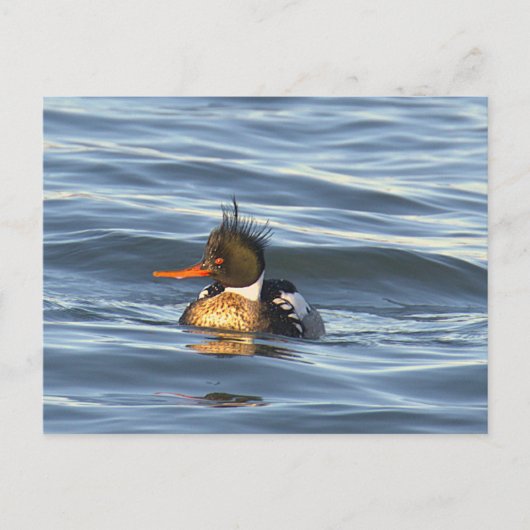 Eenden Foto Ansichtkaart Briefkaart (Voorkant)
