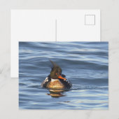 Eenden Foto Ansichtkaart Briefkaart (Voorkant / Achterkant)