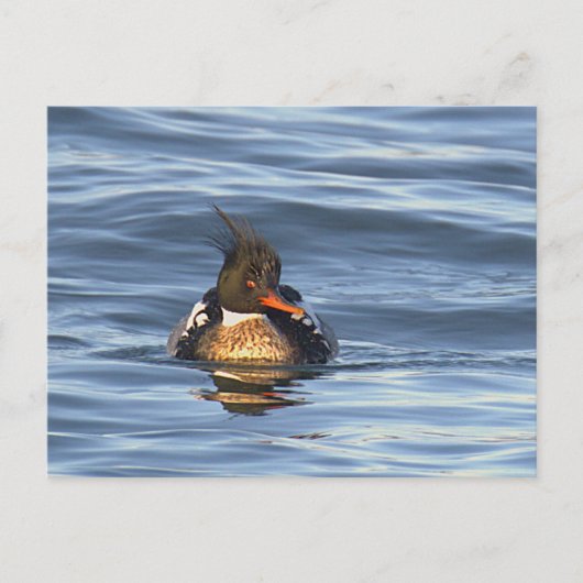 Eenden Foto Ansichtkaart Briefkaart (Voorkant)