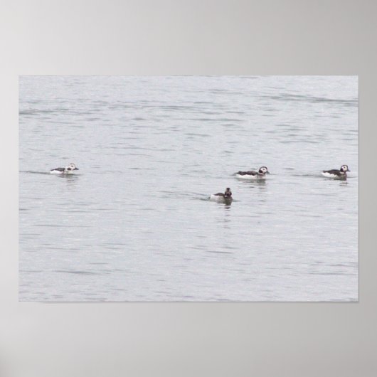 Eenden Foto Poster (Voorkant)