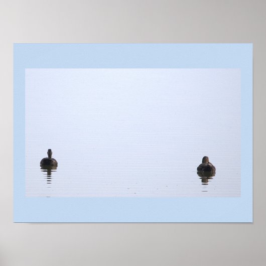 Eenden Foto Poster (Voorkant)