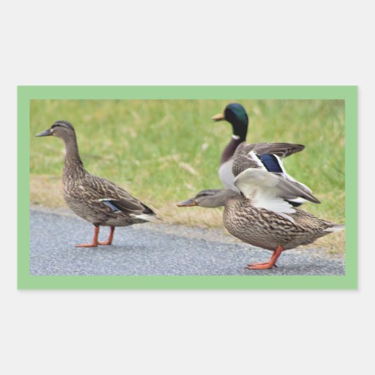 Eenden Foto Stickers (Voorkant)