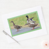 Eenden Foto Stickers (Envelop)