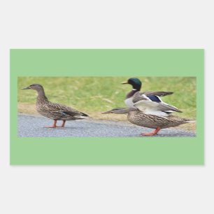Eenden Foto Stickers