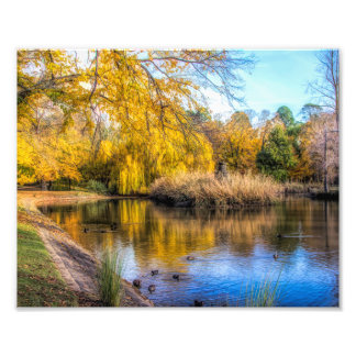 Eenden in de herfstvijver foto afdruk
