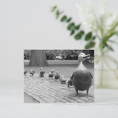 Eenden in de openbare tuin - Boston Briefkaart (Staand voorkant)