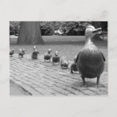 Eenden in de openbare tuin - Boston Briefkaart (Voorkant)