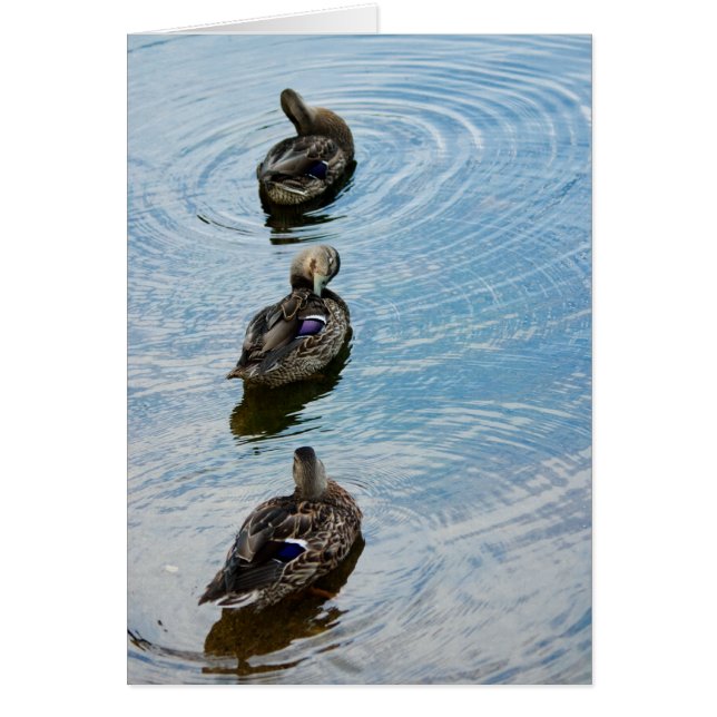 Eenden in een rij (Voorkant)