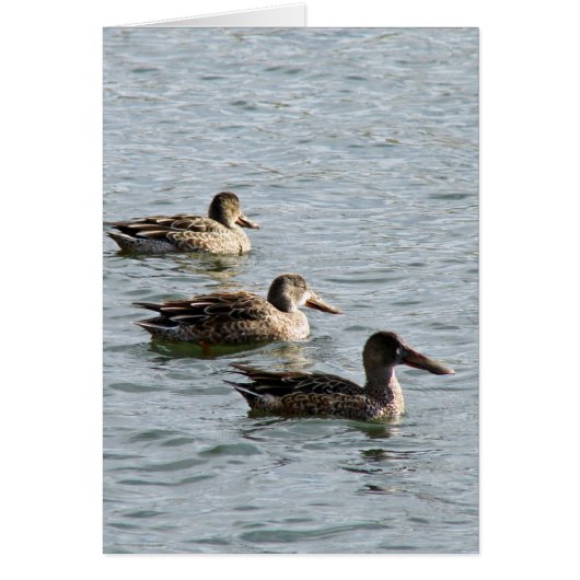 Eenden in een rij (Voorkant)