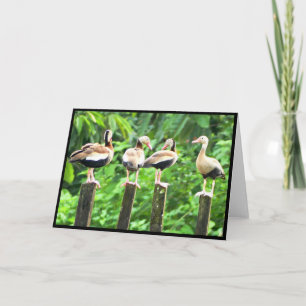 Eenden in een rij gevouwen Wenskaart Bedankkaart