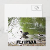 Eenden in Florida Briefkaart (Voorkant / Achterkant)
