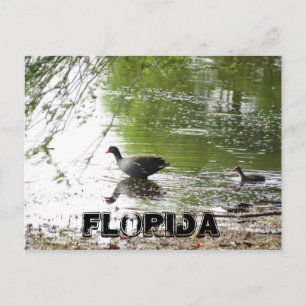 Eenden in Florida Briefkaart