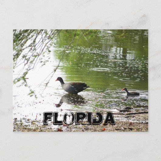 Eenden in Florida Briefkaart (Voorkant)