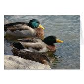 Eenden in het park (Voorkant Horizontaal)