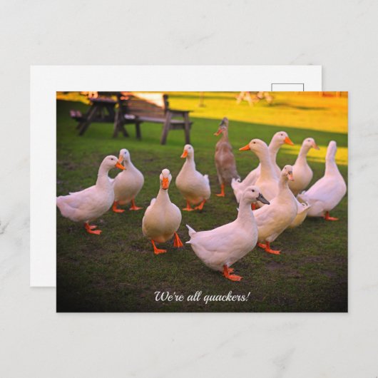 Eenden in het Park Funny Quackers Feestdagenkaart (Voorkant / Achterkant)
