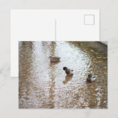 Eenden in het water Briefkaart (Voorkant / Achterkant)