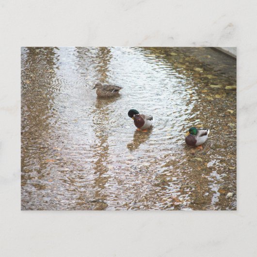 Eenden in het water Briefkaart (Voorkant)