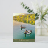 Eenden in Vilnius Litouwen Briefkaart (Staand voorkant)