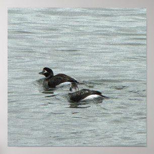 Eenden in Water Fotoposter Poster