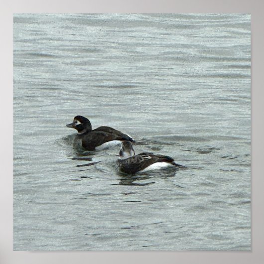 Eenden in Water Fotoposter Poster (Voorkant)