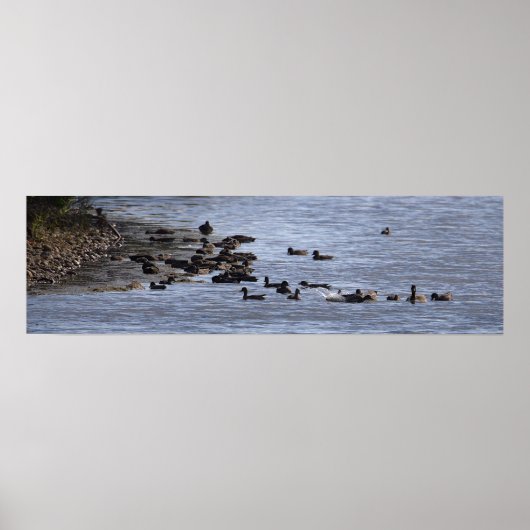 Eenden in Water Poster (Voorkant)