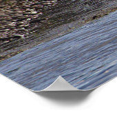 Eenden in Water Poster (Hoek)