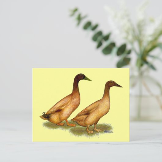 Eenden:  Khaki Campbell Briefkaart (Staand voorkant)