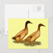 Eenden:  Khaki Campbell Briefkaart (Voorkant / Achterkant)