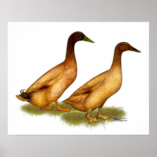 Eenden: Khaki Campbell Poster (Voorkant)