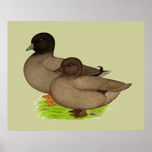 Eenden: Khaki roept Poster (Voorkant)