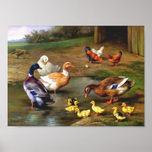 Eenden kippen Vogels schilderen Poster (Voorkant)