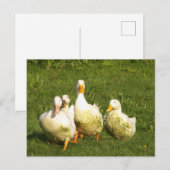 eenden, levend, weide, dier, boerderij, landelijk briefkaart (Voorkant / Achterkant)