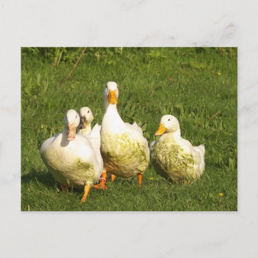 eenden, levend, weide, dier, boerderij, landelijk briefkaart (Voorkant)