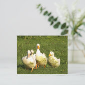 eenden, levend, weide, dier, boerderij, landleven; briefkaart (Staand voorkant)