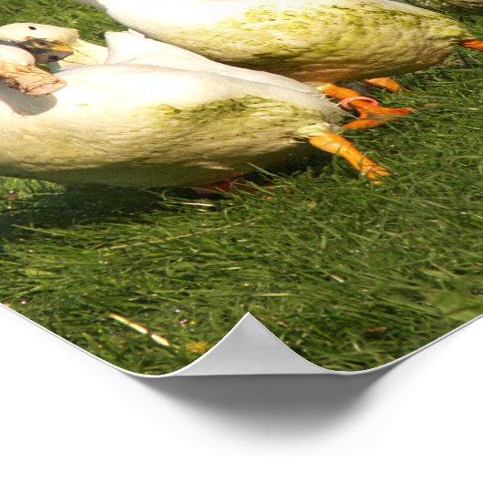 eenden, levend, weide, dier, boerderij, landleven; poster (Hoek)