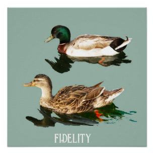 Eenden Mallards Eetbare Frosting Rondes Perfect Poster
