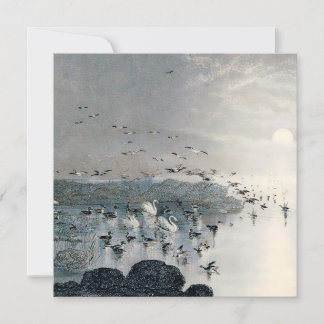 Eenden, Mallards en Zwans op het meer bij zonsonde